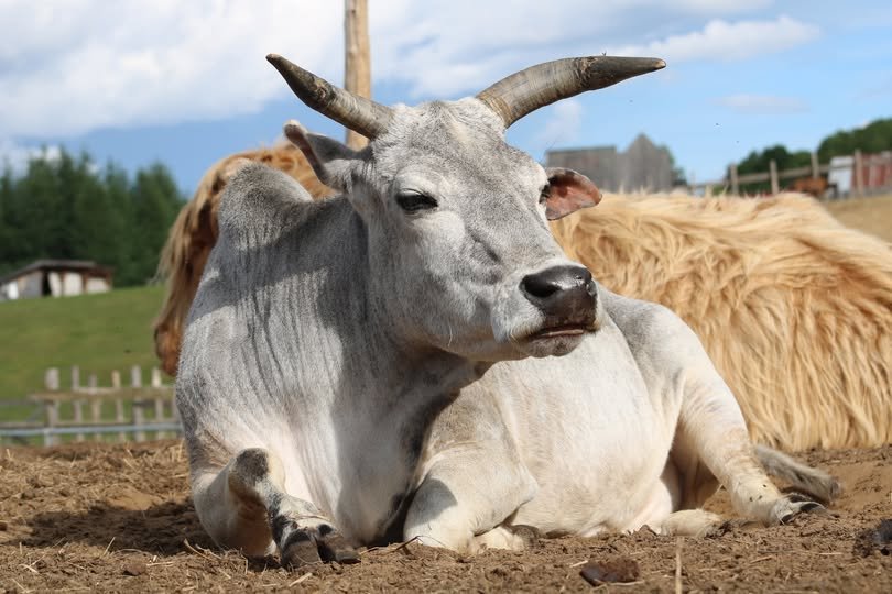 Jacqueline, la vache zébu