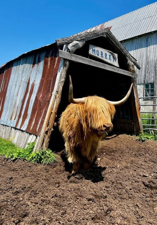 Murray, la vache Highland